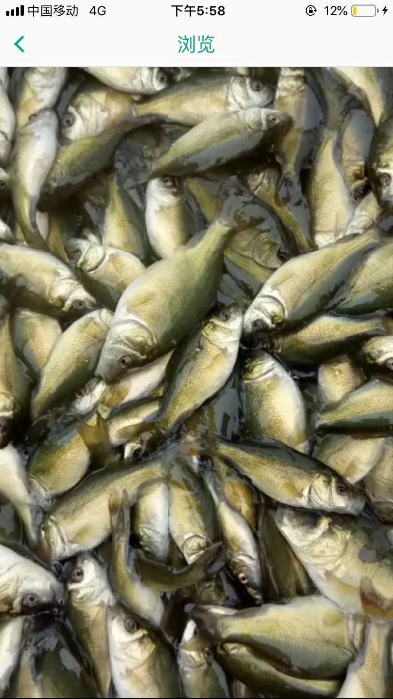 鲤鱼苗产地批发出售鱼场提供技术支持送货上门货到付款