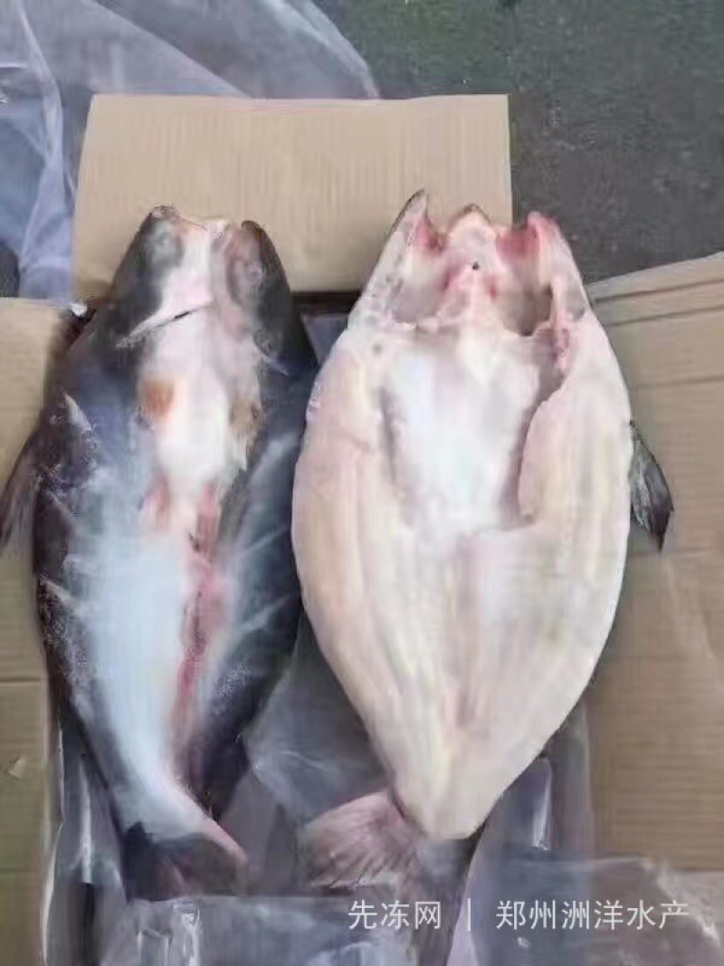 开背鱼