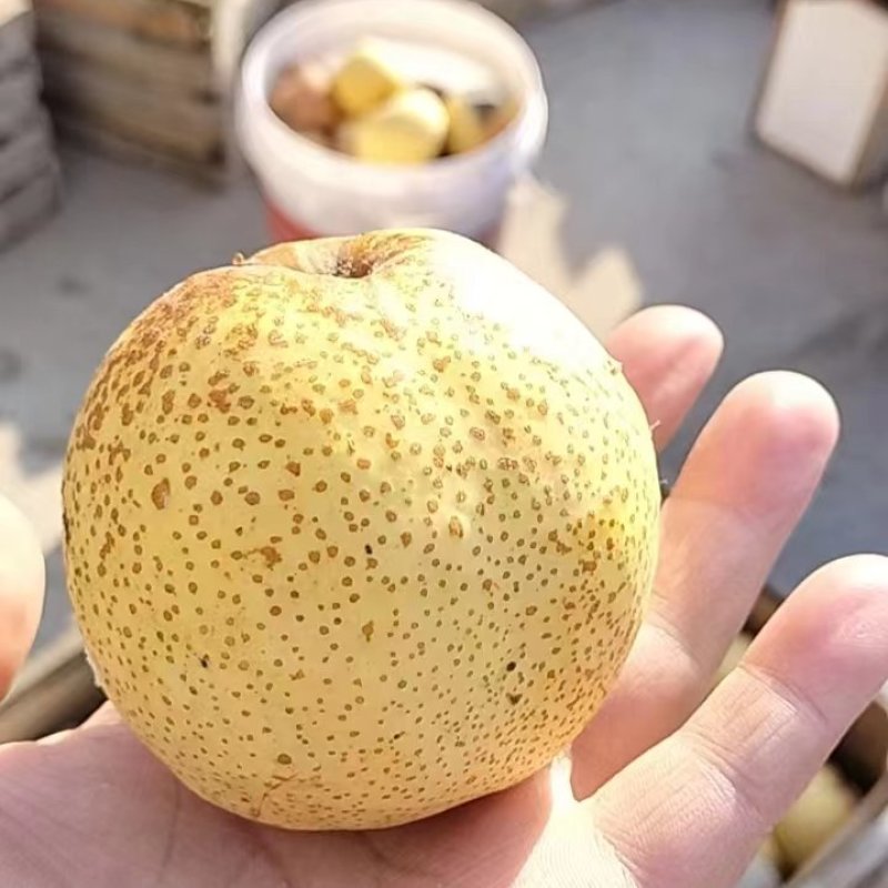 砀山酥梨产地直发脆甜多汁全国发货品质保证