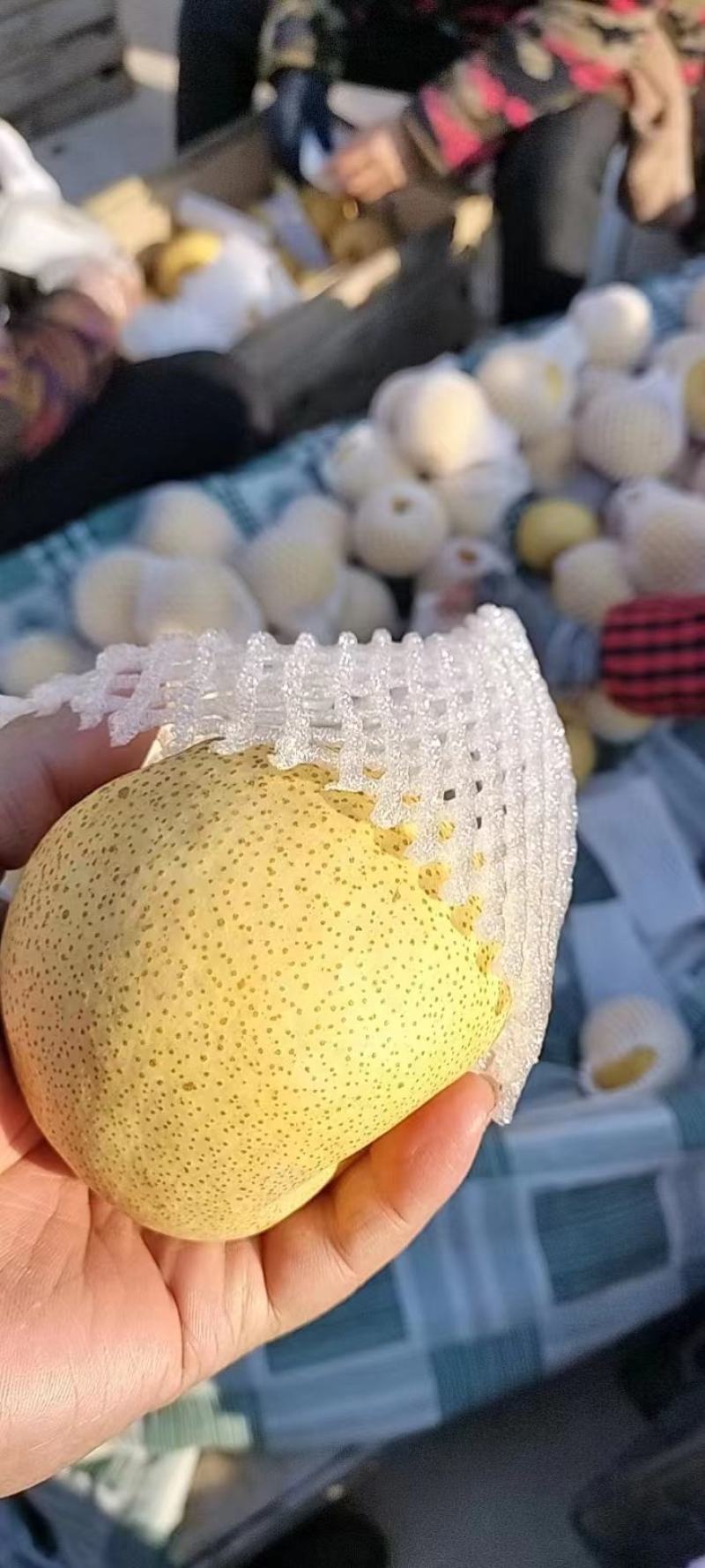 砀山酥梨产地直发脆甜多汁全国发货品质保证