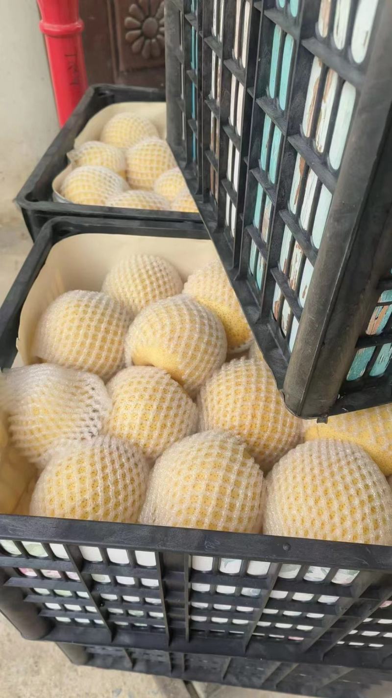 砀山酥梨产地直发脆甜多汁全国发货品质保证