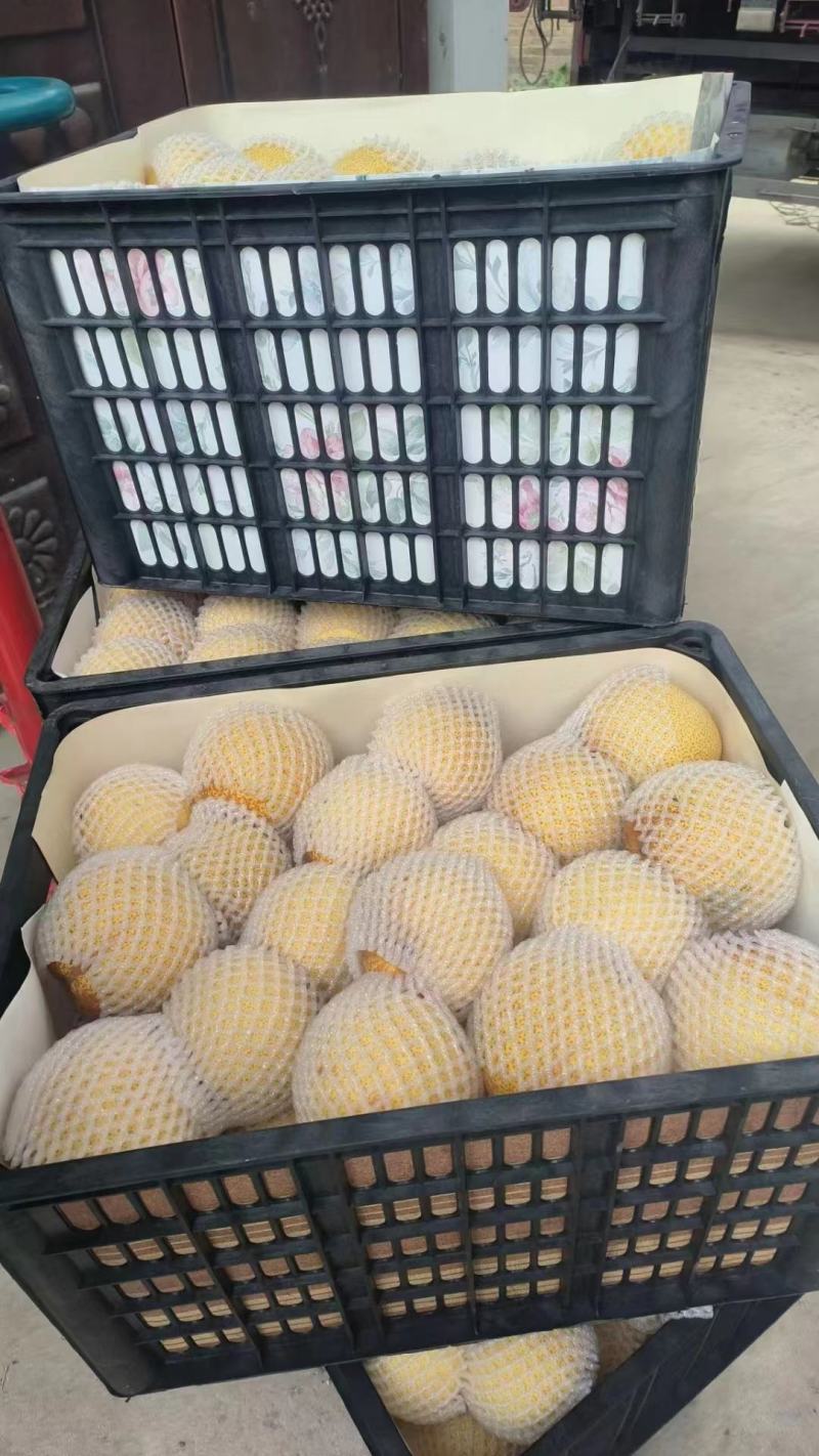 砀山酥梨产地直发脆甜多汁全国发货品质保证