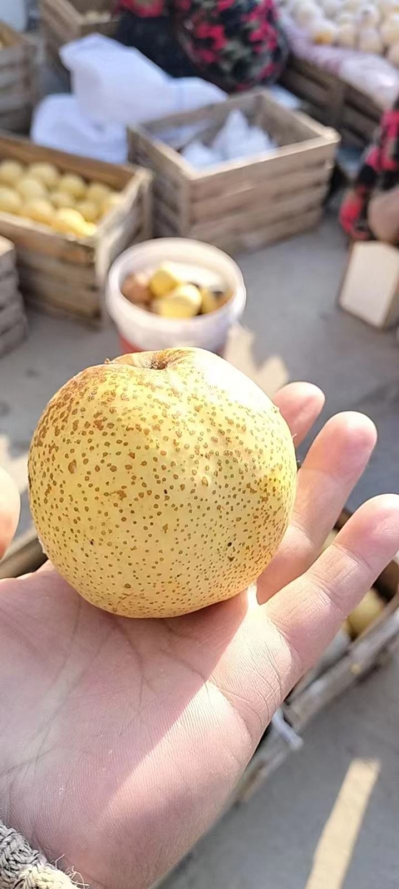 砀山酥梨产地直发脆甜多汁全国发货品质保证