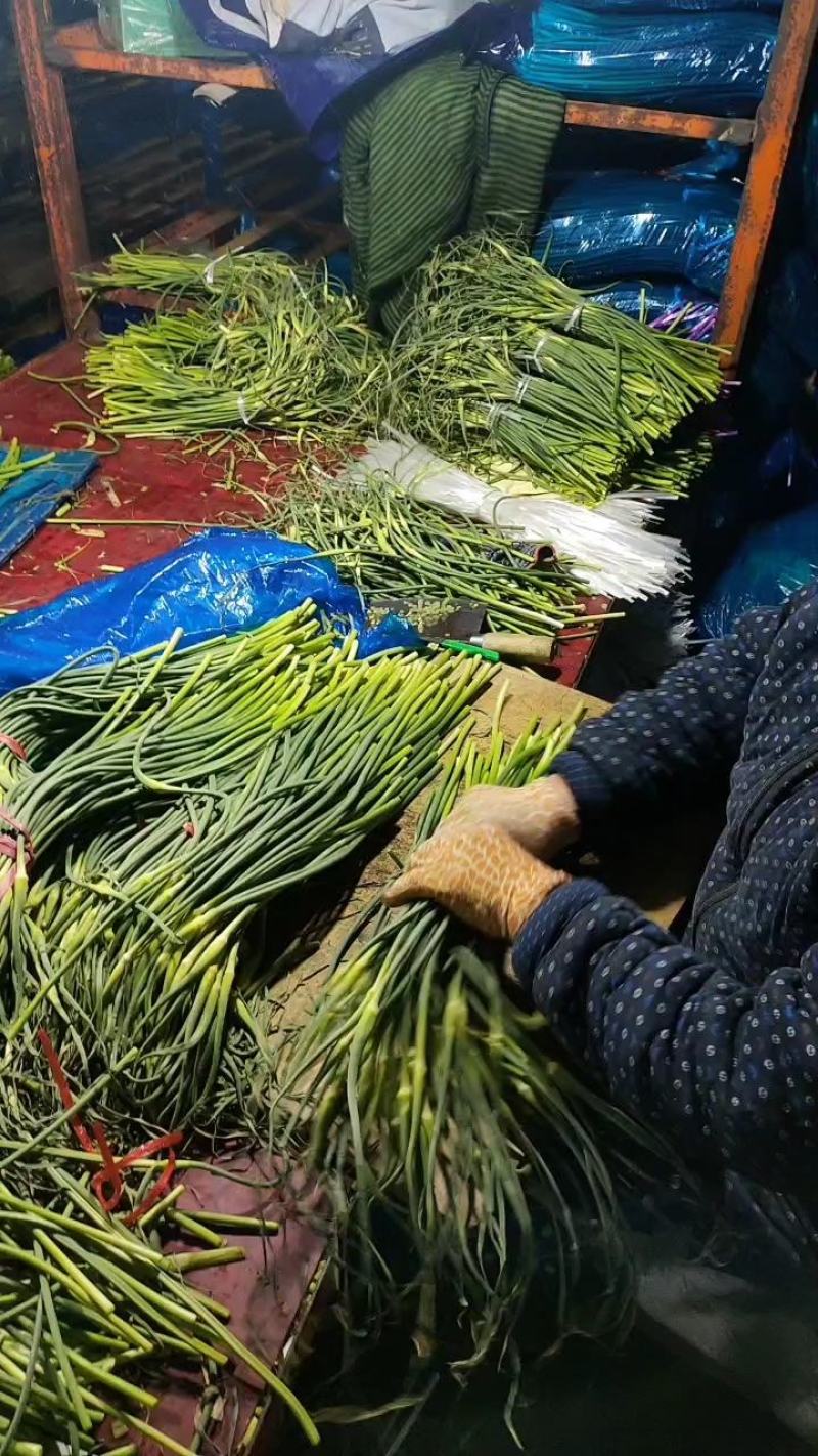 莒县蒜薹产地批发价格，白帽蒜薹价格，红帽蒜薹价格。蒜薹产