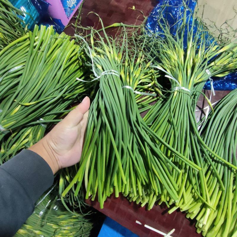 莒县蒜薹产地批发价格，白帽蒜薹价格，红帽蒜薹价格。蒜薹产