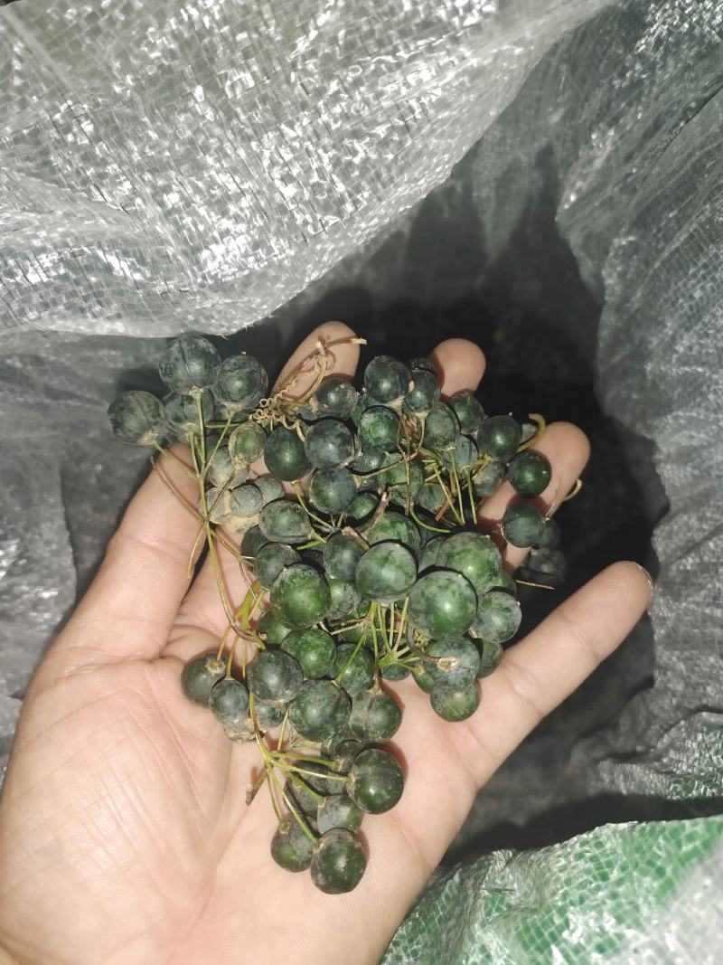鸡头黄精籽，产地一手货源