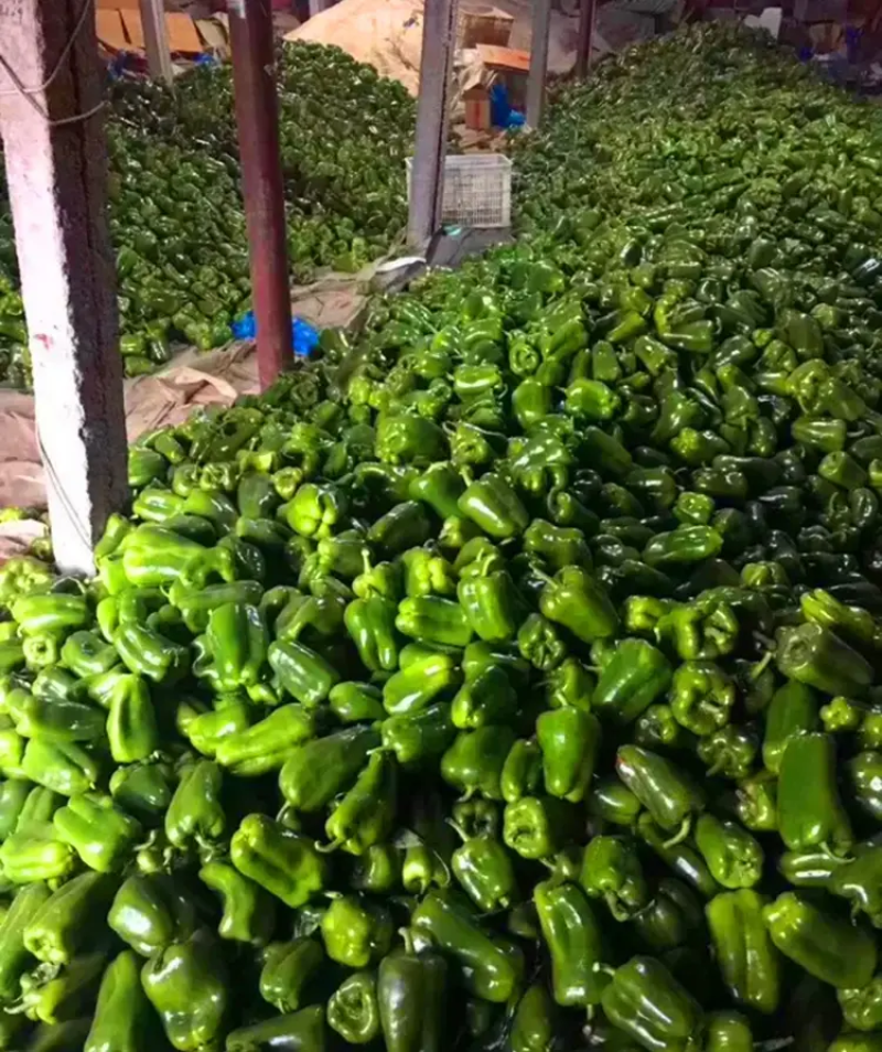 福建辣椒，圆椒，太空椒，产地一手货源，质量好，欢迎来电