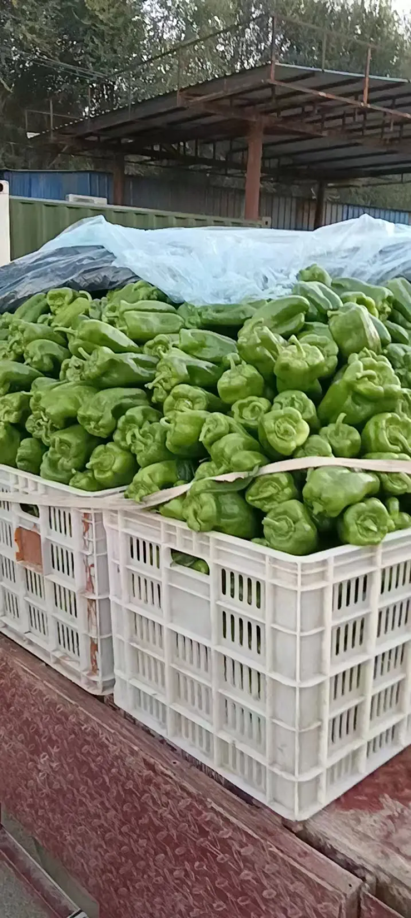 福建辣椒，圆椒，太空椒，产地一手货源，质量好，欢迎来电