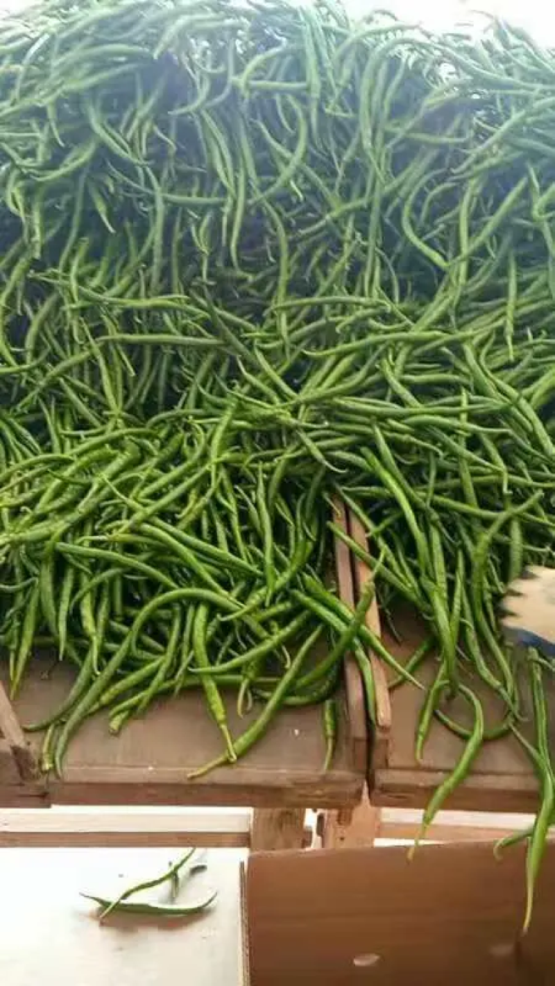 精品线椒，福建线椒，福建辣椒，产地货源，质量好，欢迎来电