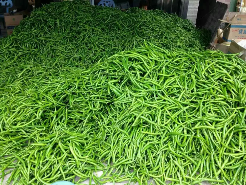 精品线椒，福建线椒，福建辣椒，产地货源，质量好，欢迎来电