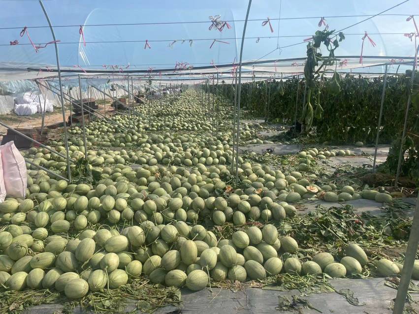 哈密瓜病虫害识别图谱