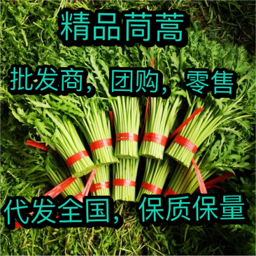 茼蒿菜，精品菜，全国发货，保质保量，质量好，