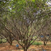 丛生柚子树香泡树