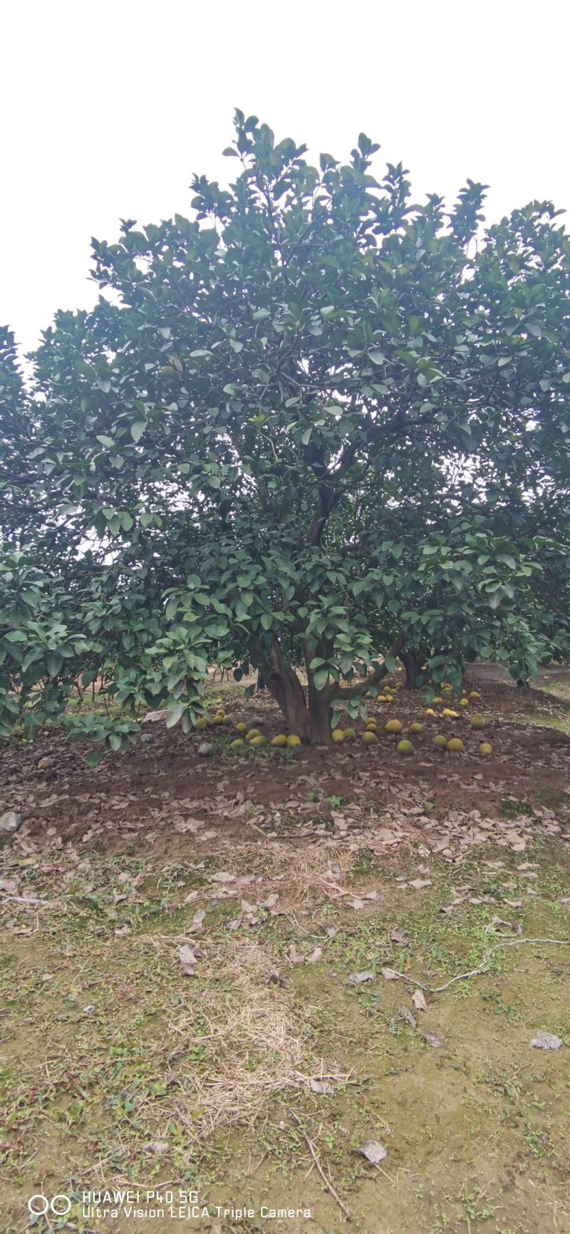 丛生柚子树香泡树