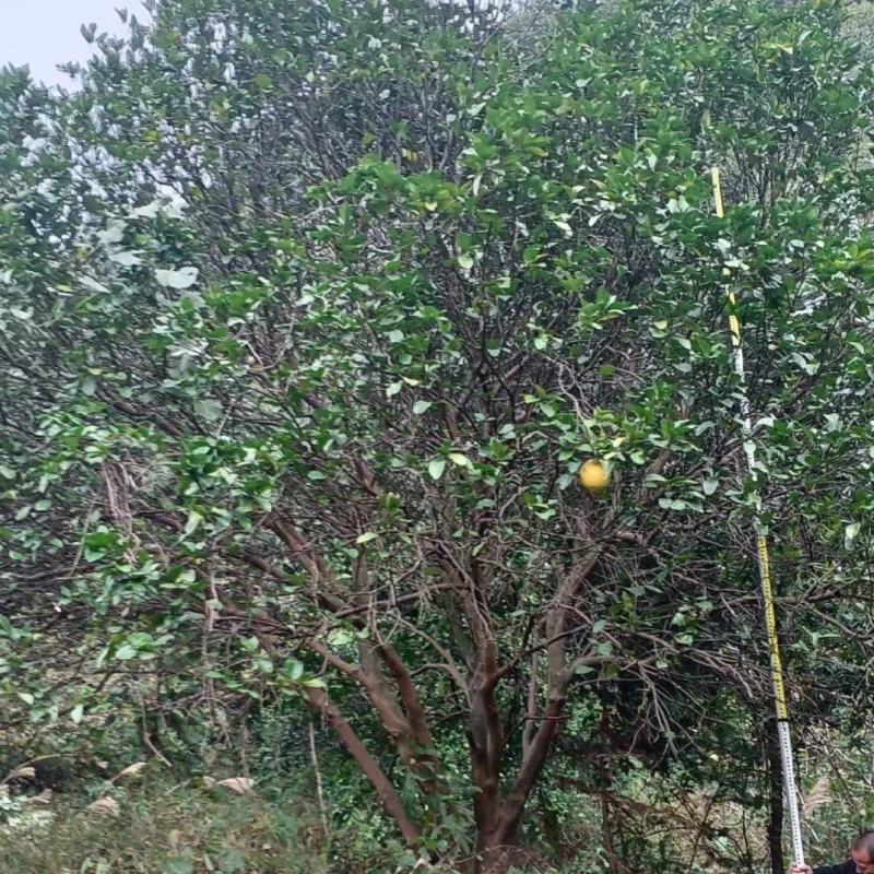 丛生柚子树香泡树