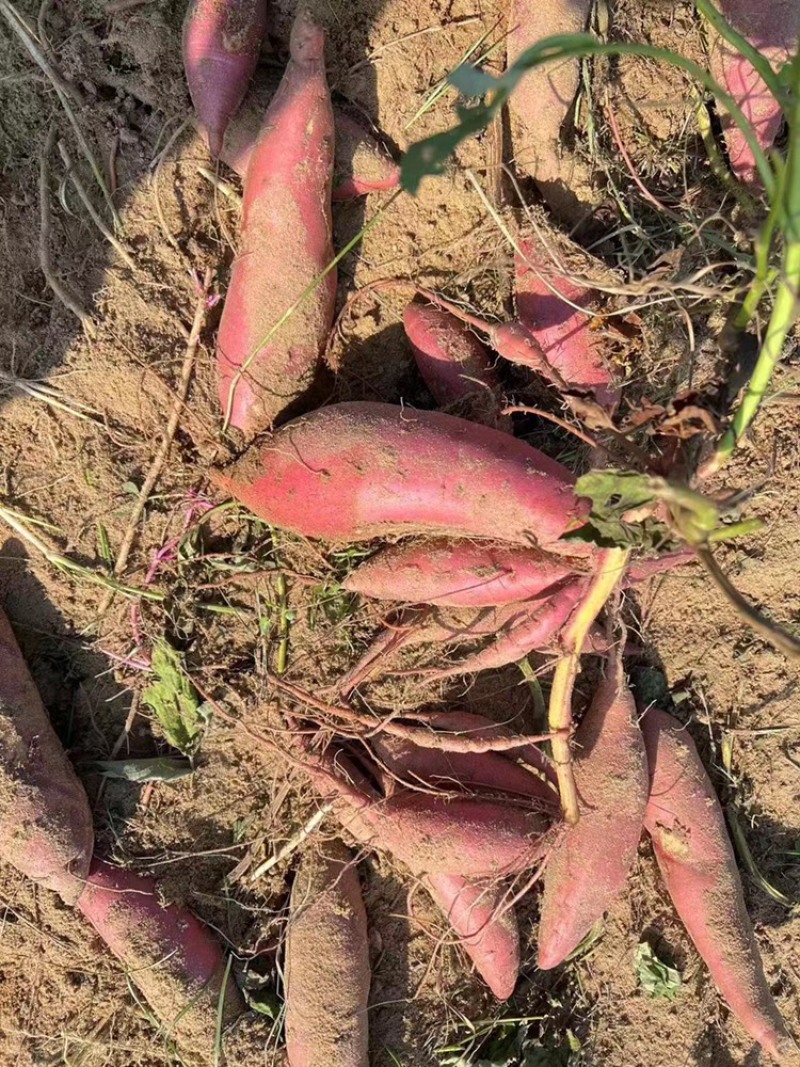 广东精品西瓜红沙地红薯，一手货源质量保证诚信经营