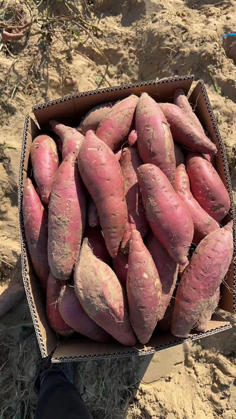 广东精品西瓜红沙地红薯，一手货源质量保证诚信经营