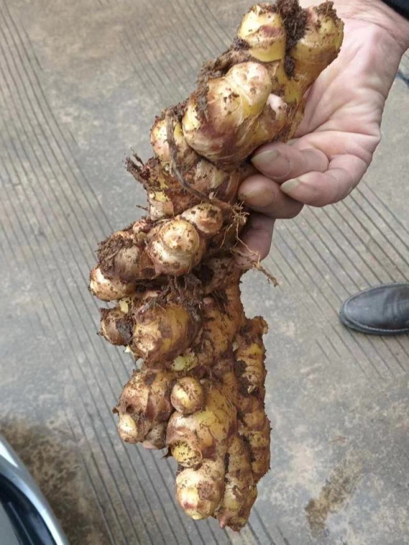 生姜，黄姜。鲜货，嫩姜