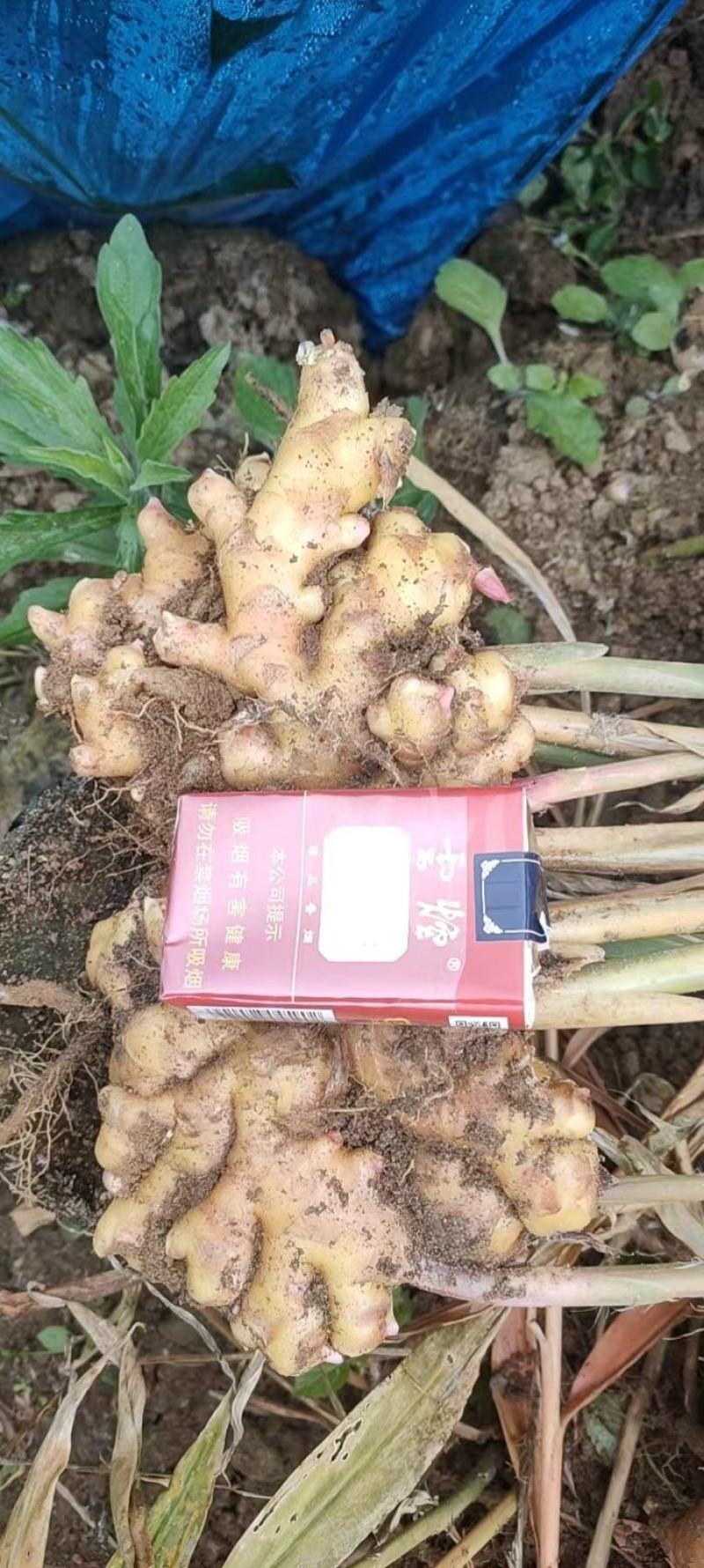 生姜，黄姜。鲜货，嫩姜