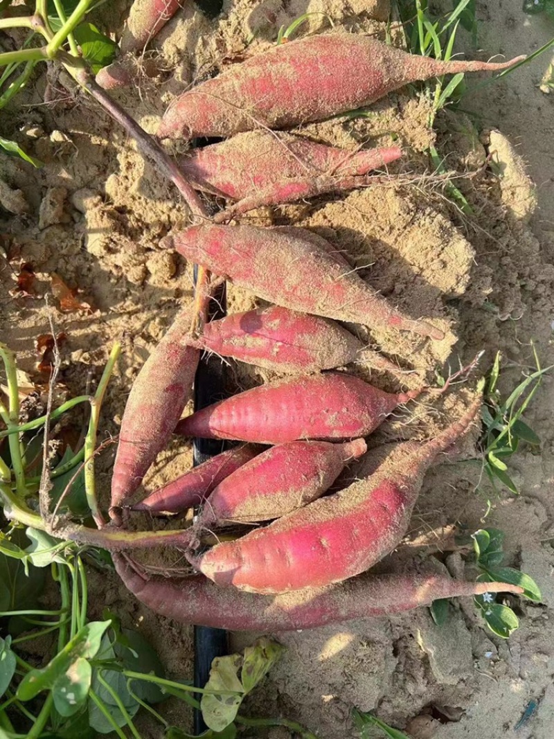 广东西瓜红产地，基地批发，口感软糯香甜货源充足质量保证