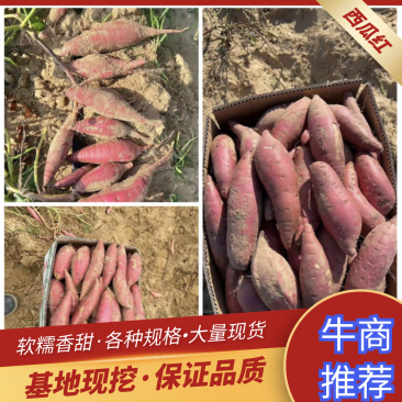 广东西瓜红产地，基地批发，口感软糯香甜货源充足质量保证
