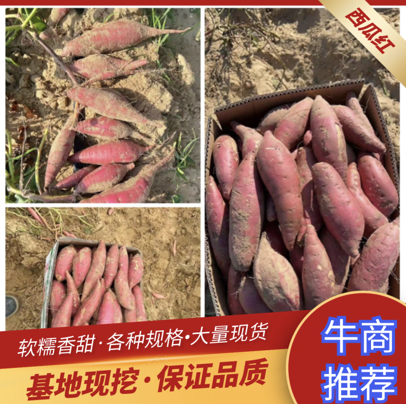 广东西瓜红产地，基地批发，口感软糯香甜货源充足质量保证
