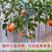 脆甜柿子树苗嫁接盆栽地栽阳台庭院南方北方种植当年结果