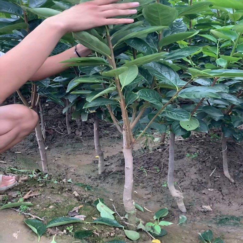 脆甜柿子树苗嫁接盆栽地栽阳台庭院南方北方种植当年结果