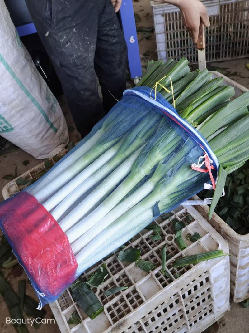 福建漳浦大葱，网袋捆葱，箱葱包打冷上车，讲究质量