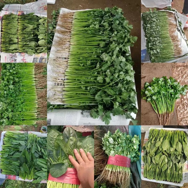 精品香菜全国各地发货保质保量