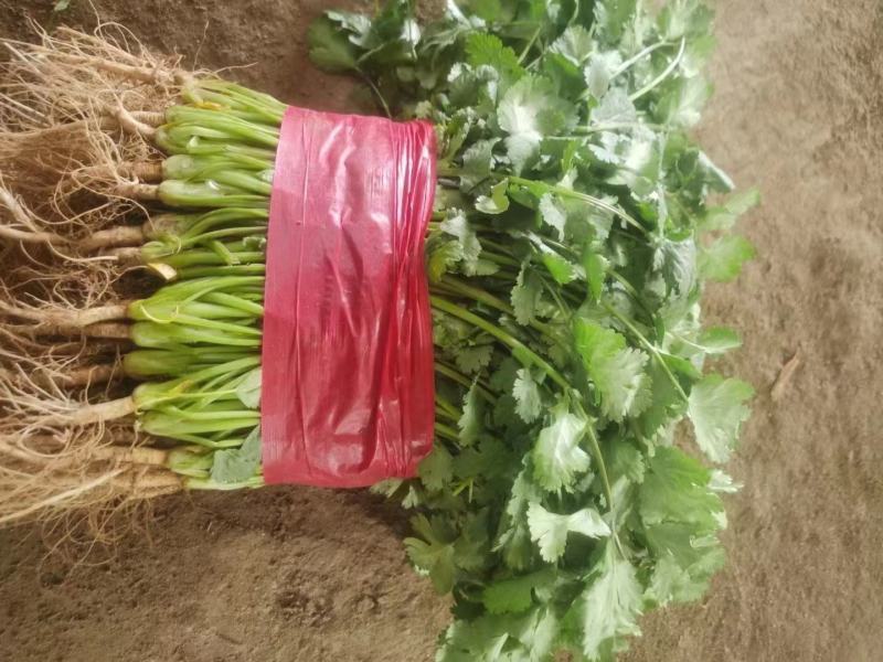 精品香菜全国各地发货保质保量