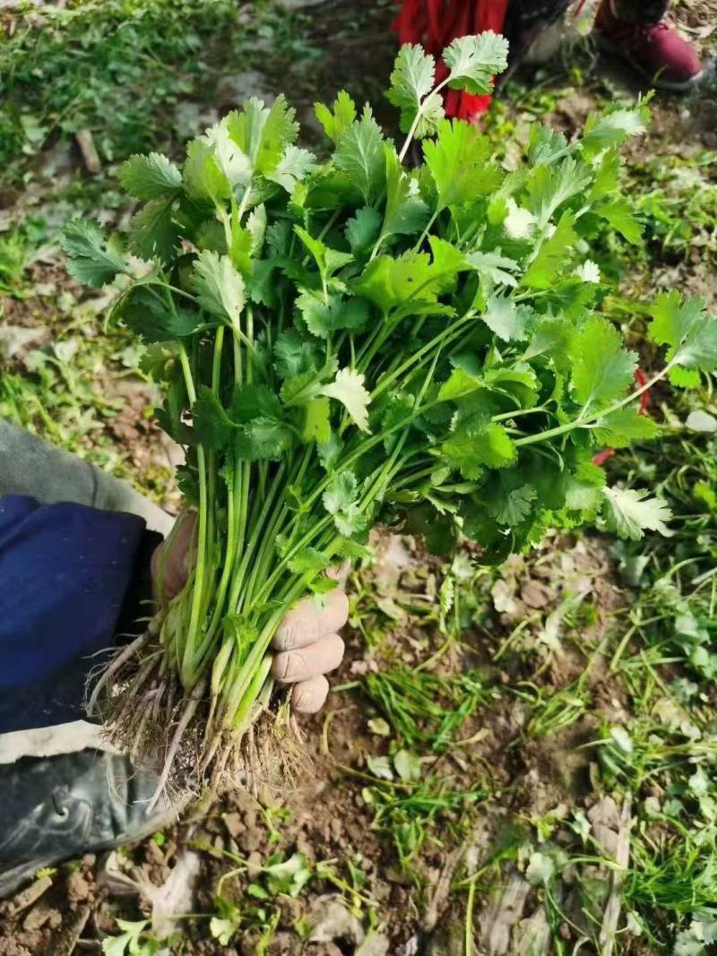 精品香菜全国各地发货保质保量