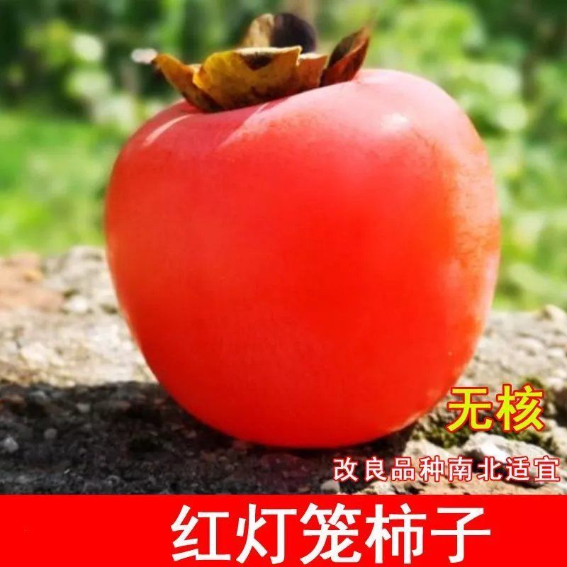 柿子树苗嫁接无核特大柿子火晶磨盘甜脆柿南方北方果树苗当年