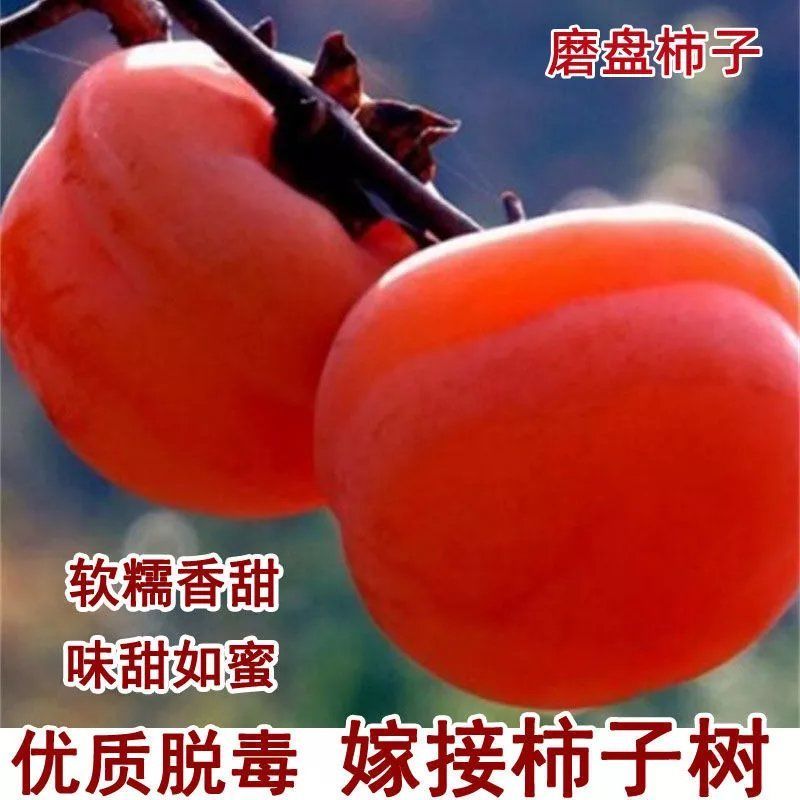 柿子树苗嫁接无核特大柿子火晶磨盘甜脆柿南方北方果树苗当年