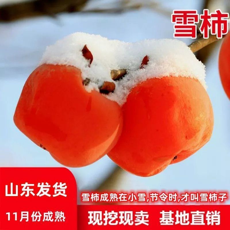 柿子树苗嫁接无核特大柿子火晶磨盘甜脆柿南方北方果树苗当年