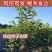 柿子树苗嫁接无核特大柿子火晶磨盘甜脆柿南方北方果树苗当年