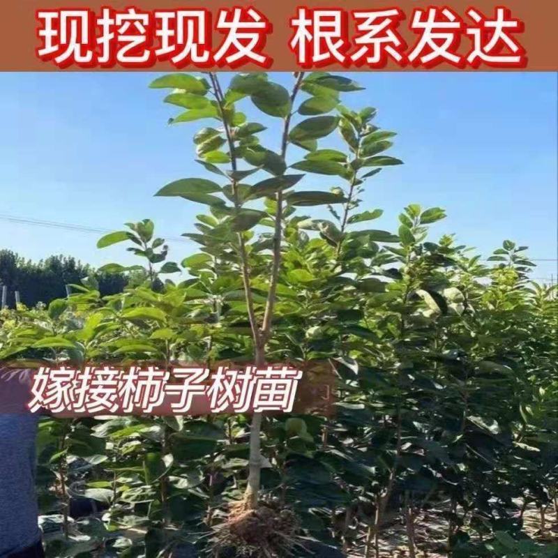 柿子树苗嫁接无核特大柿子火晶磨盘甜脆柿南方北方果树苗当年