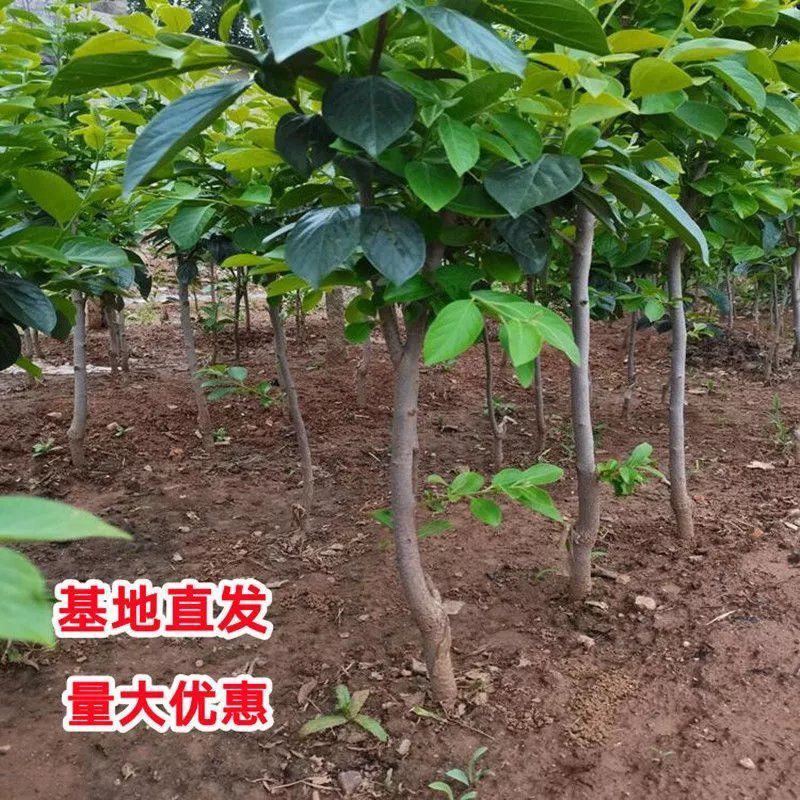 柿子树苗嫁接无核特大柿子火晶磨盘甜脆柿南方北方果树苗当年
