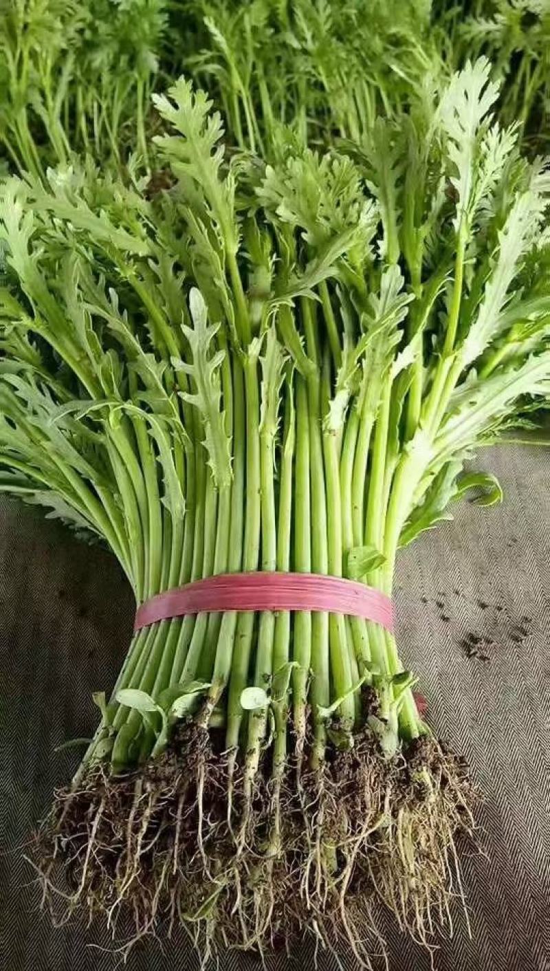 精品茼蒿菜全国各地发货保质保量一条龙服务