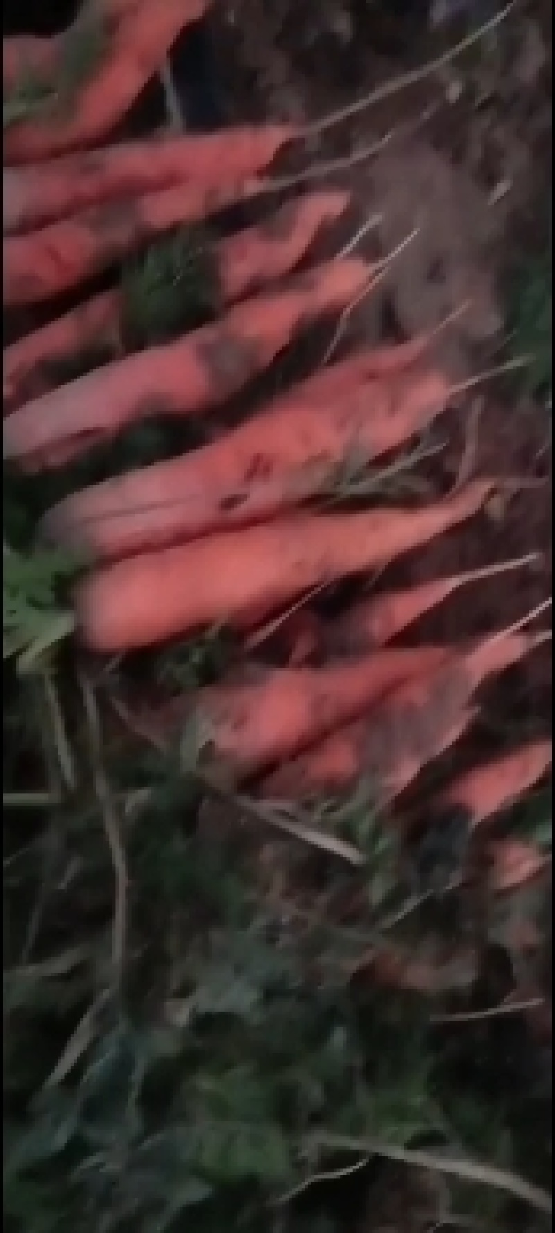 出售胡萝卜便宜，有要的老板联系