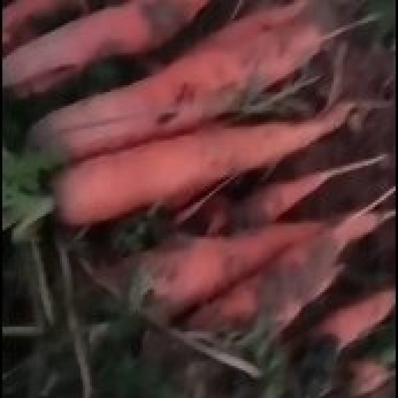 出售胡萝卜便宜，有要的老板联系