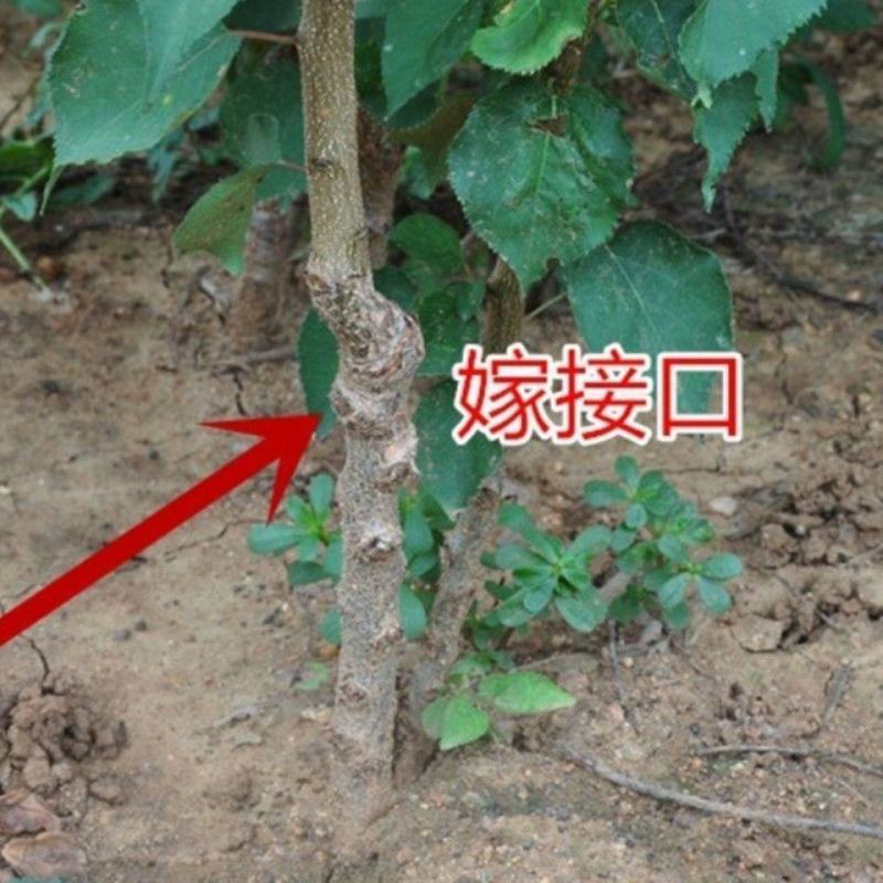 嫁接新品黑杏苗特大杏树树苗南方北方种植盆栽地栽果树苗