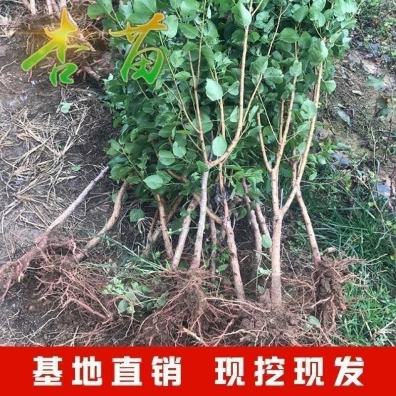 嫁接新品黑杏苗特大杏树树苗南方北方种植盆栽地栽果树苗