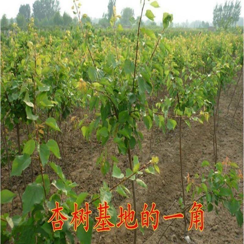 嫁接新品黑杏苗特大杏树树苗南方北方种植盆栽地栽果树苗