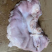 鲜猪肚（厂家直销）国产肥猪鲜猪肚，物美廉价，鲜货包邮