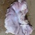 鲜猪肚（厂家直销）国产肥猪鲜猪肚，物美廉价，鲜货包邮
