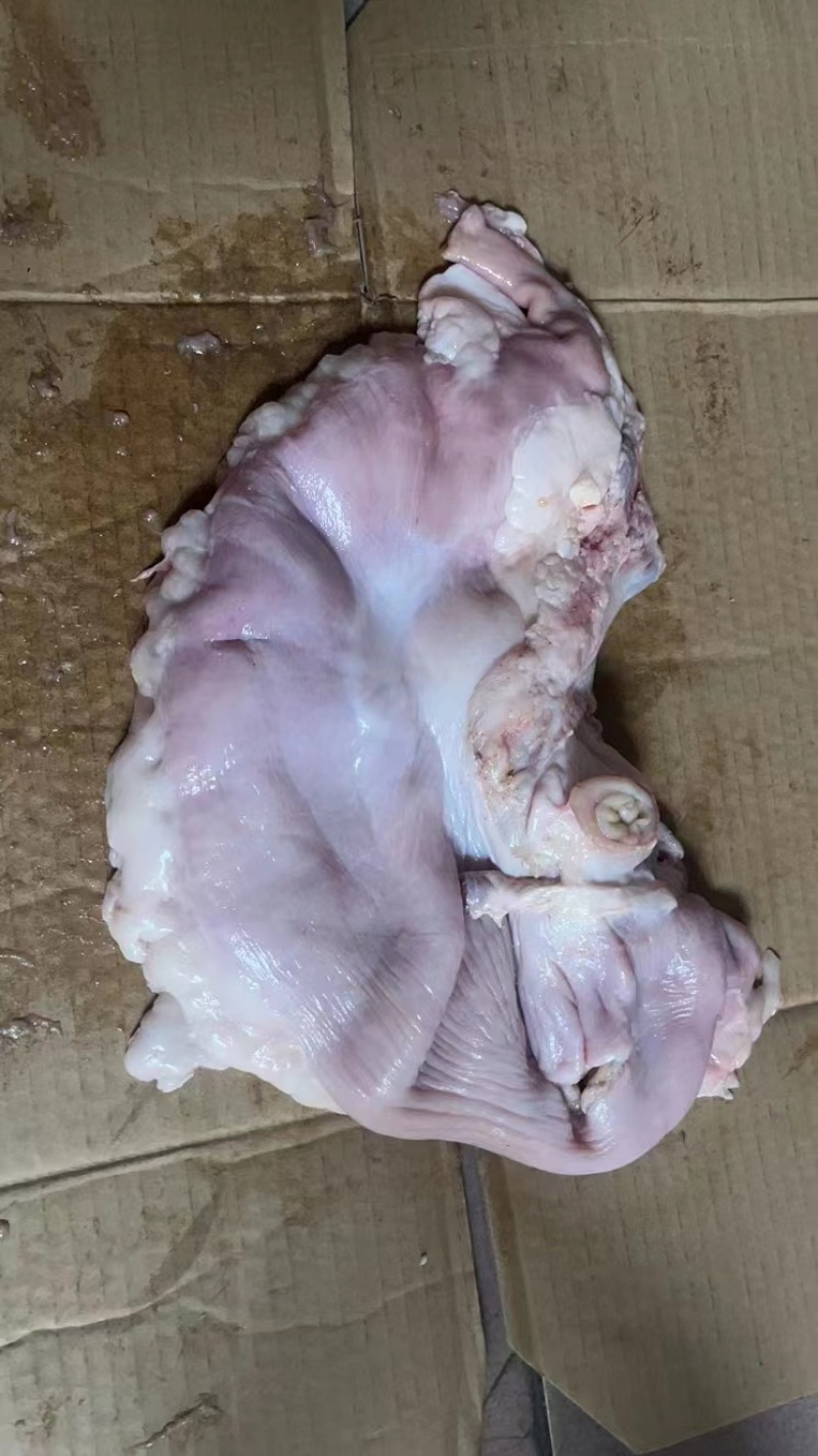 鲜猪肚（厂家直销）国产肥猪鲜猪肚，物美廉价，鲜货包邮