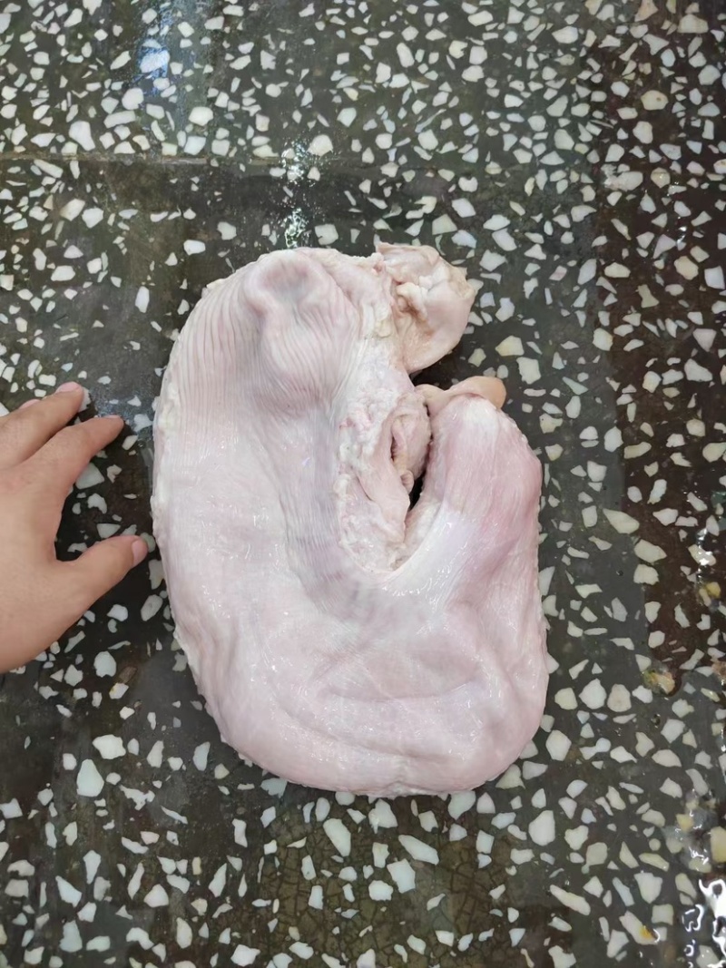 鲜猪肚（厂家直销）国产肥猪鲜猪肚，物美廉价，鲜货包邮