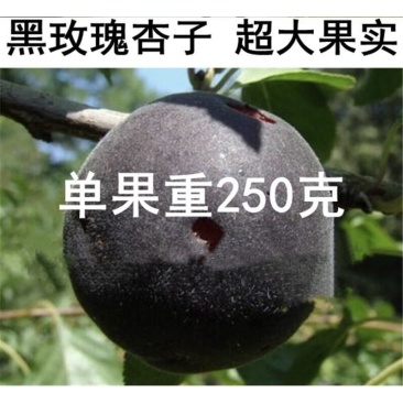 嫁接杏子树苗新品种黑玫瑰杏树苗黑杏子苗南方北方种植