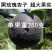 嫁接杏子树苗新品种黑玫瑰杏树苗黑杏子苗南方北方种植